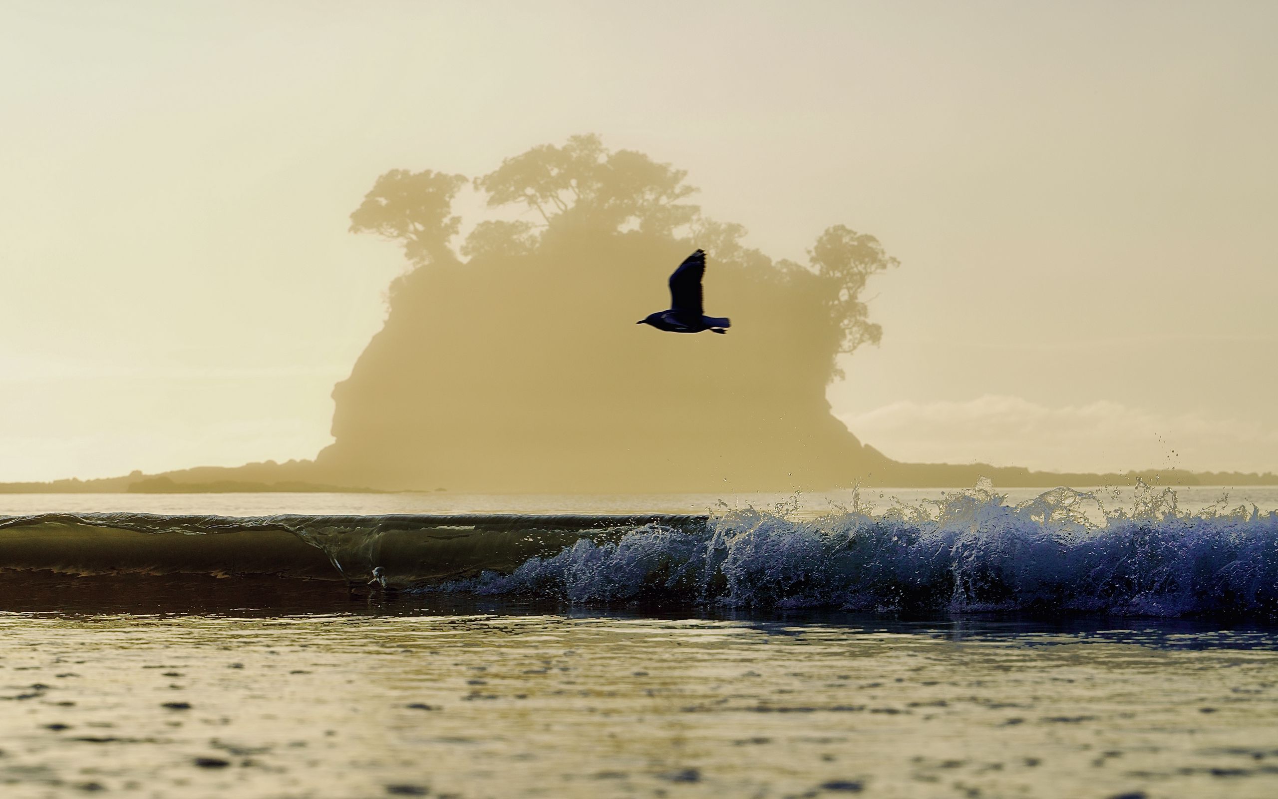 Download wallpaper 2560x1600 bird, flight, sea, wave, nature widescreen