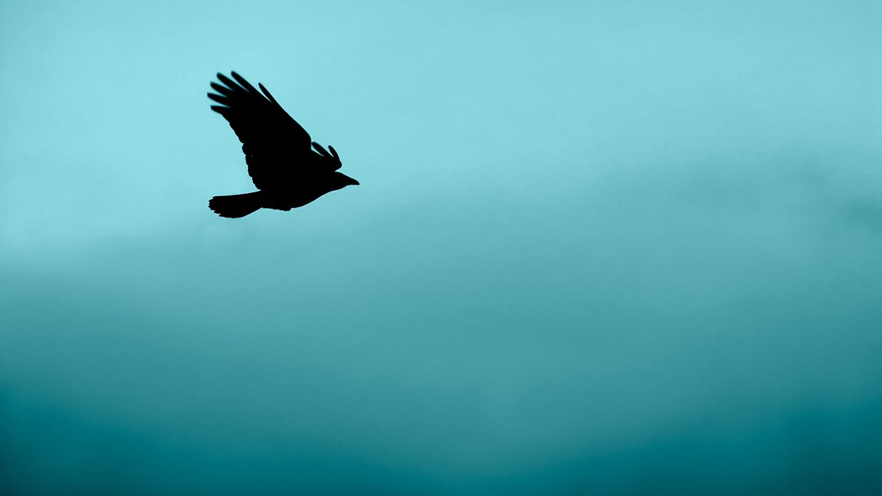 Wallpaper bird, flight, silhouette