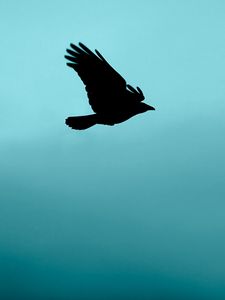 Preview wallpaper bird, flight, silhouette