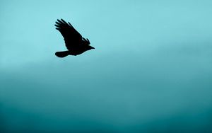 Preview wallpaper bird, flight, silhouette