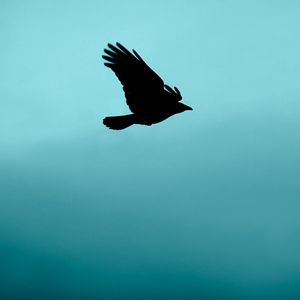 Preview wallpaper bird, flight, silhouette