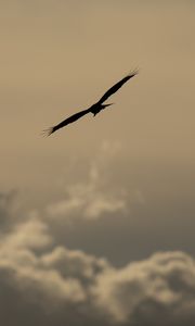 Preview wallpaper bird, flight, silhouette, clouds