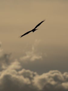 Preview wallpaper bird, flight, silhouette, clouds