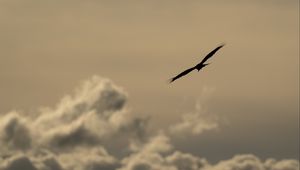 Preview wallpaper bird, flight, silhouette, clouds