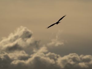 Preview wallpaper bird, flight, silhouette, clouds