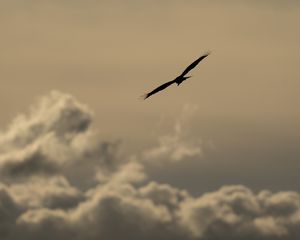 Preview wallpaper bird, flight, silhouette, clouds