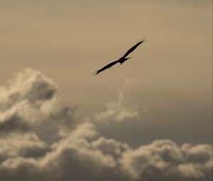 Preview wallpaper bird, flight, silhouette, clouds