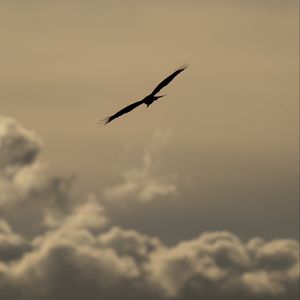 Preview wallpaper bird, flight, silhouette, clouds