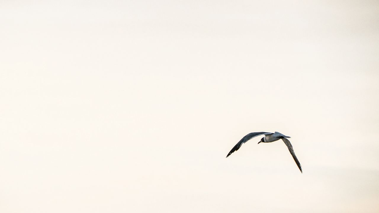 Wallpaper bird, flight, sky, minimalism