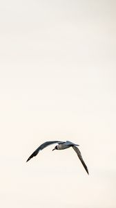 Preview wallpaper bird, flight, sky, minimalism