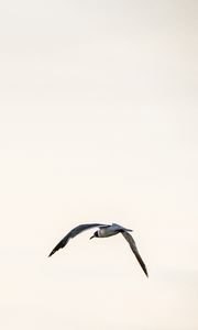 Preview wallpaper bird, flight, sky, minimalism