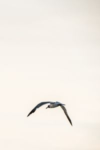 Preview wallpaper bird, flight, sky, minimalism