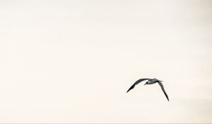 Preview wallpaper bird, flight, sky, minimalism