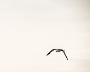 Preview wallpaper bird, flight, sky, minimalism