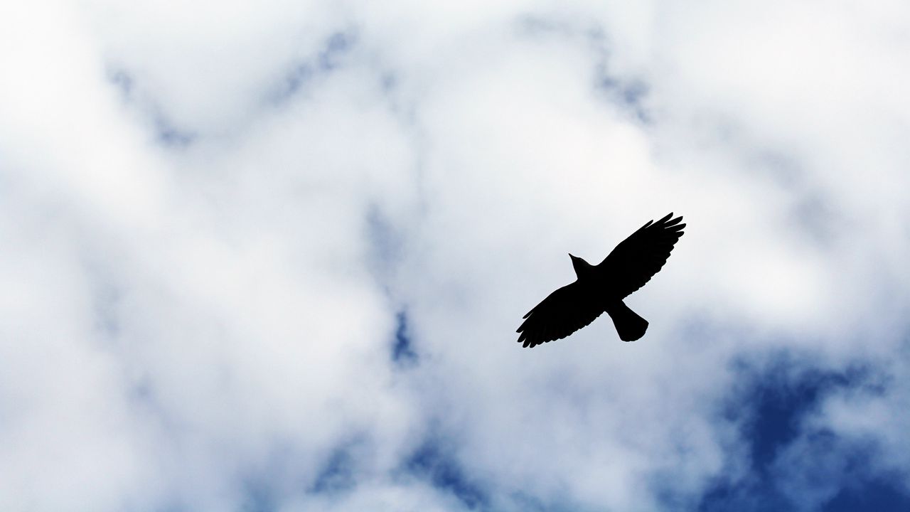 Wallpaper bird, flight, sky, silhouette, clouds