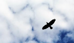 Preview wallpaper bird, flight, sky, silhouette, clouds