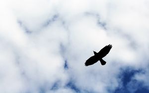 Preview wallpaper bird, flight, sky, silhouette, clouds