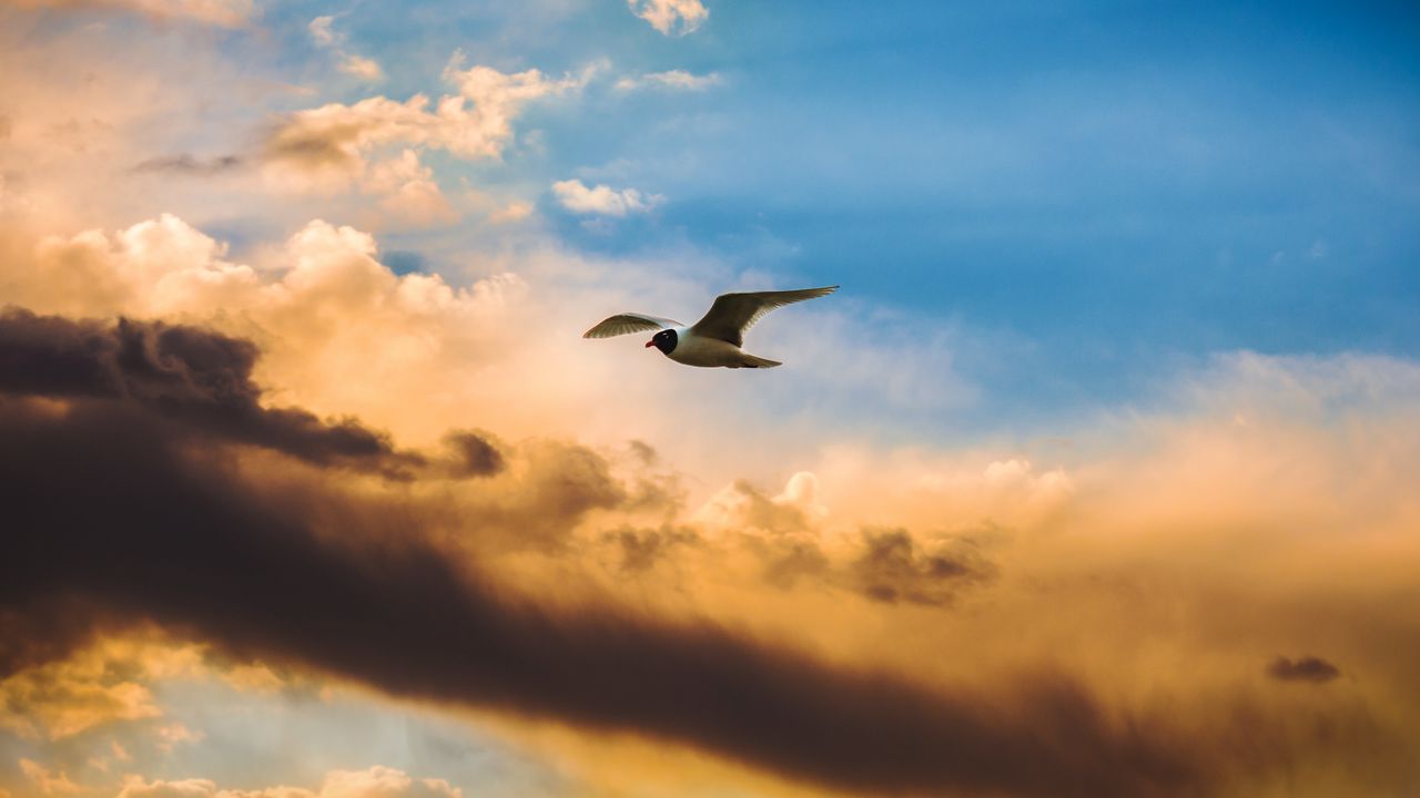 Wallpaper bird, flight, sky, clouds