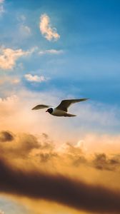 Preview wallpaper bird, flight, sky, clouds