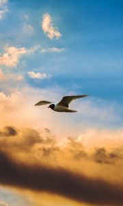 Preview wallpaper bird, flight, sky, clouds