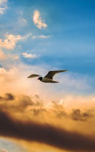 Preview wallpaper bird, flight, sky, clouds