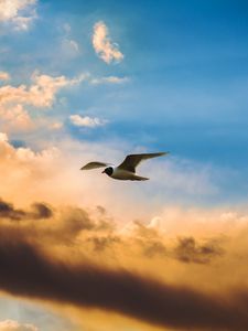 Preview wallpaper bird, flight, sky, clouds