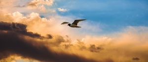 Preview wallpaper bird, flight, sky, clouds