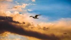 Preview wallpaper bird, flight, sky, clouds