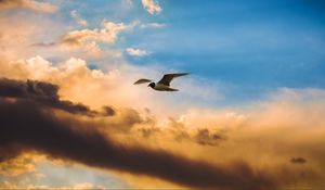 Preview wallpaper bird, flight, sky, clouds