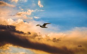 Preview wallpaper bird, flight, sky, clouds