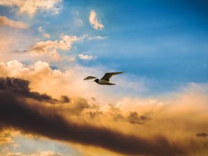 Preview wallpaper bird, flight, sky, clouds