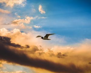 Preview wallpaper bird, flight, sky, clouds