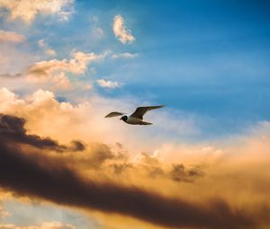 Preview wallpaper bird, flight, sky, clouds