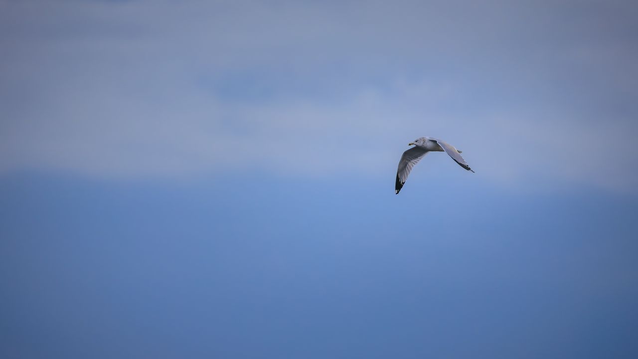 Wallpaper bird, flight, sky, clouds, blue