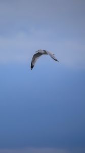 Preview wallpaper bird, flight, sky, clouds, blue
