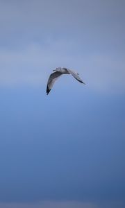 Preview wallpaper bird, flight, sky, clouds, blue