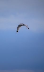 Preview wallpaper bird, flight, sky, clouds, blue