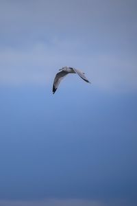 Preview wallpaper bird, flight, sky, clouds, blue