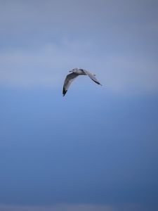 Preview wallpaper bird, flight, sky, clouds, blue