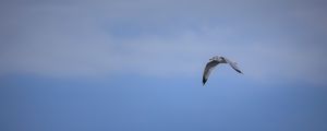 Preview wallpaper bird, flight, sky, clouds, blue