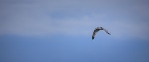 Preview wallpaper bird, flight, sky, clouds, blue
