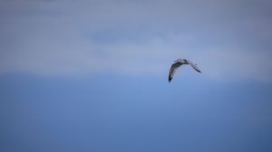 Preview wallpaper bird, flight, sky, clouds, blue