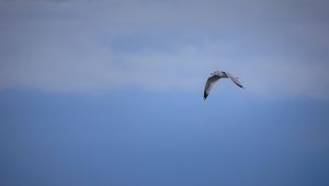 Preview wallpaper bird, flight, sky, clouds, blue