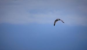 Preview wallpaper bird, flight, sky, clouds, blue