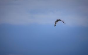 Preview wallpaper bird, flight, sky, clouds, blue