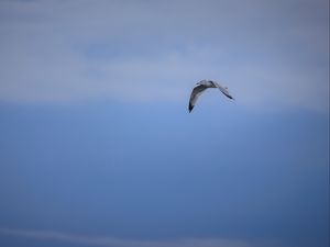 Preview wallpaper bird, flight, sky, clouds, blue