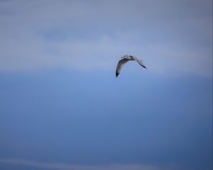Preview wallpaper bird, flight, sky, clouds, blue