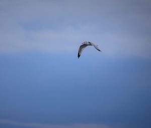 Preview wallpaper bird, flight, sky, clouds, blue
