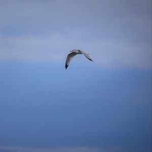Preview wallpaper bird, flight, sky, clouds, blue