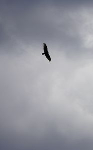 Preview wallpaper bird, flight, sky, clouds, black and white